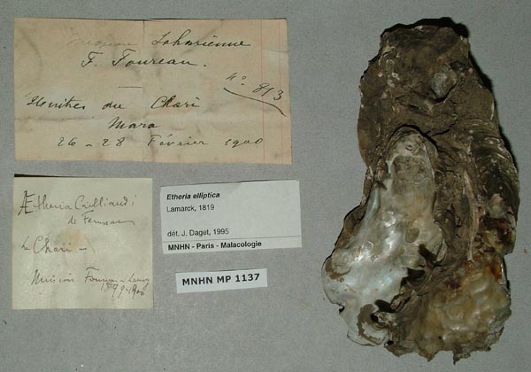 specimen