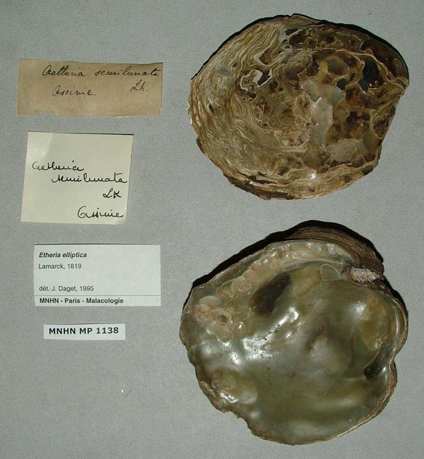specimen