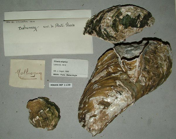 specimen