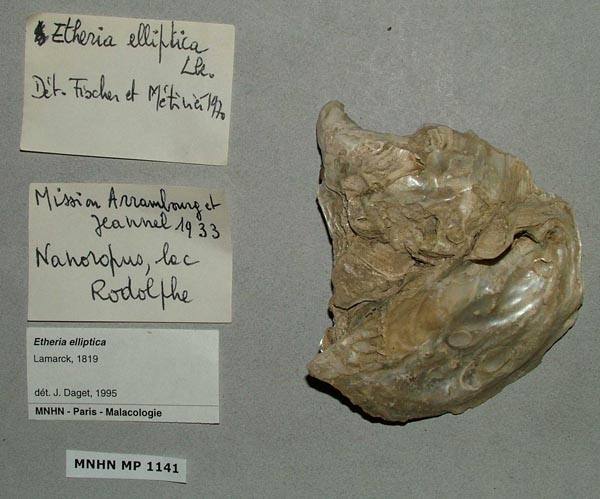 specimen
