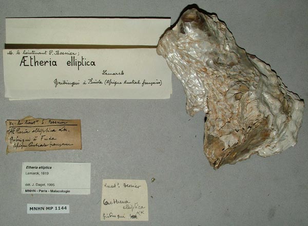 specimen