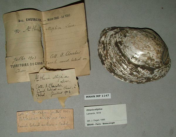 specimen