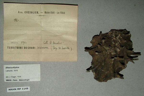 specimen