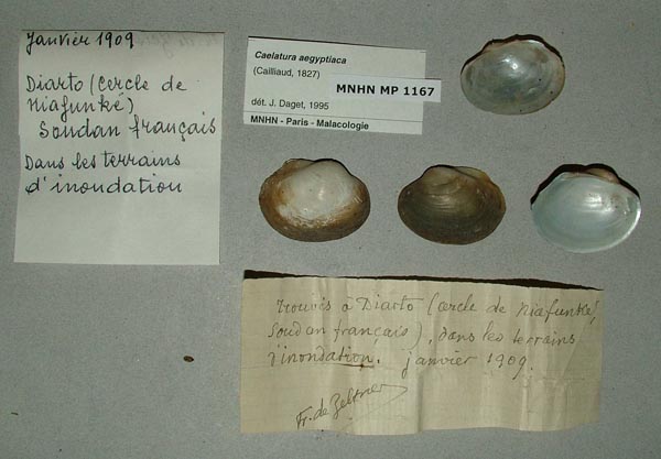 specimen
