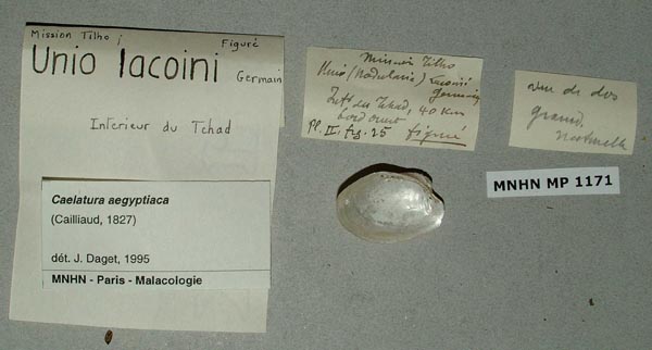 specimen