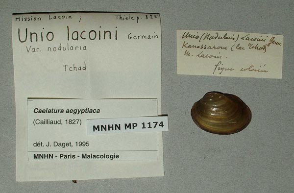 specimen