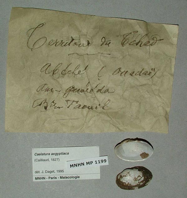 specimen