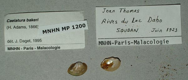specimen