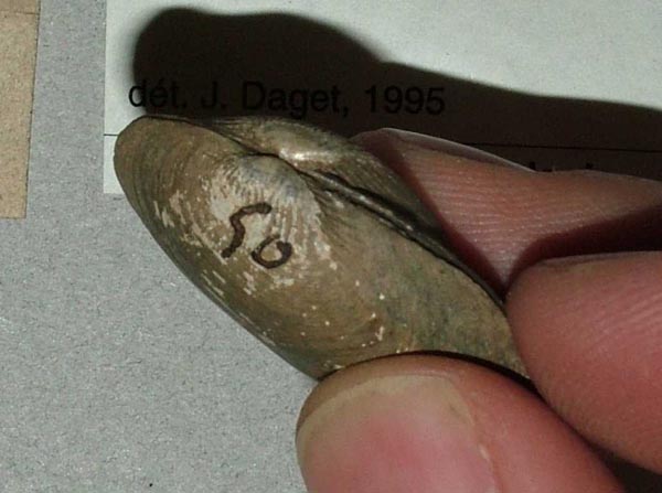 specimen