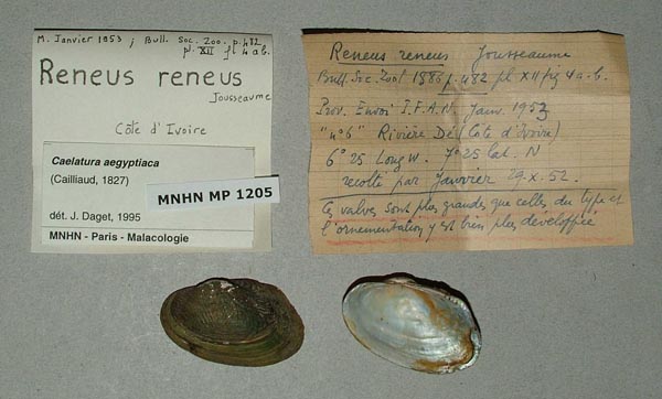 specimen