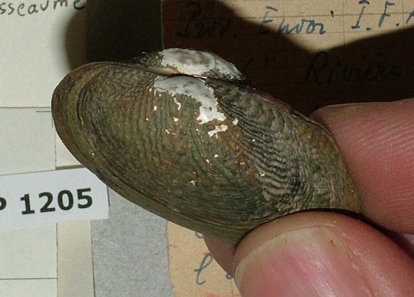 specimen