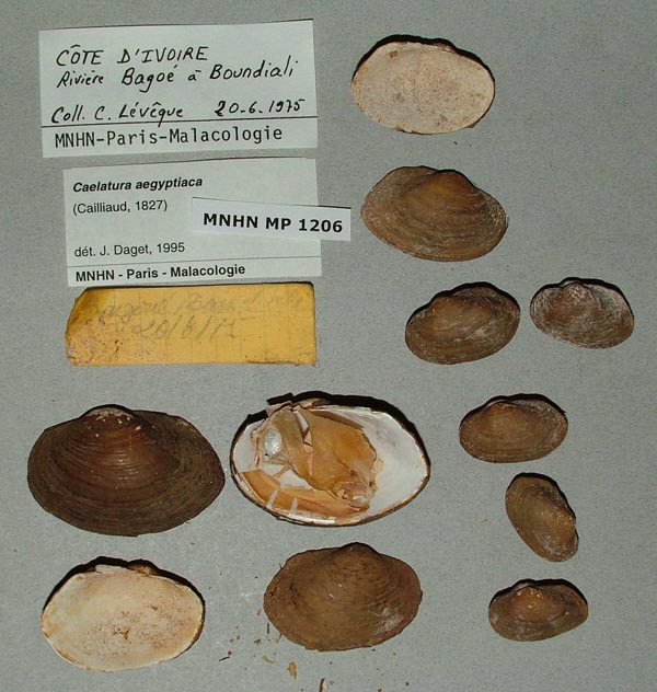 specimen