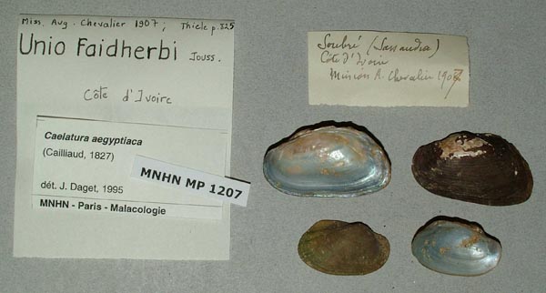 specimen