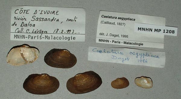 specimen