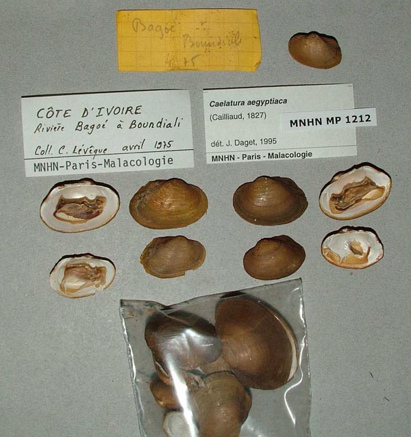specimen