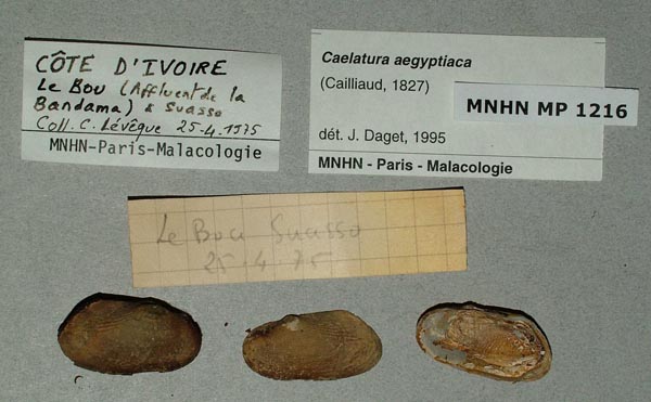 specimen
