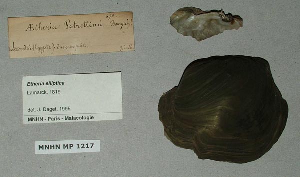specimen