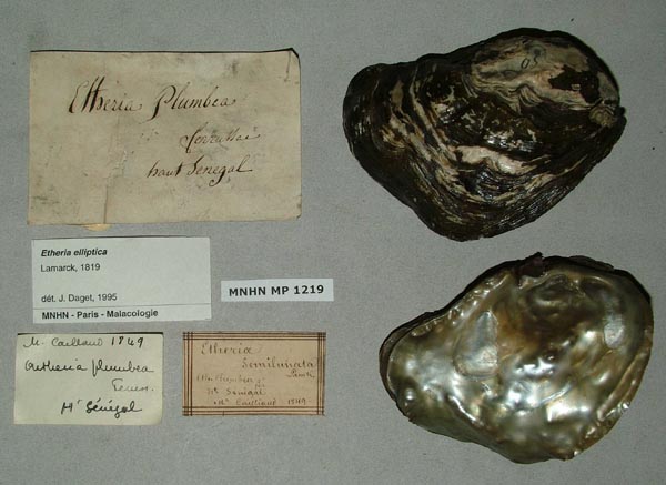 specimen