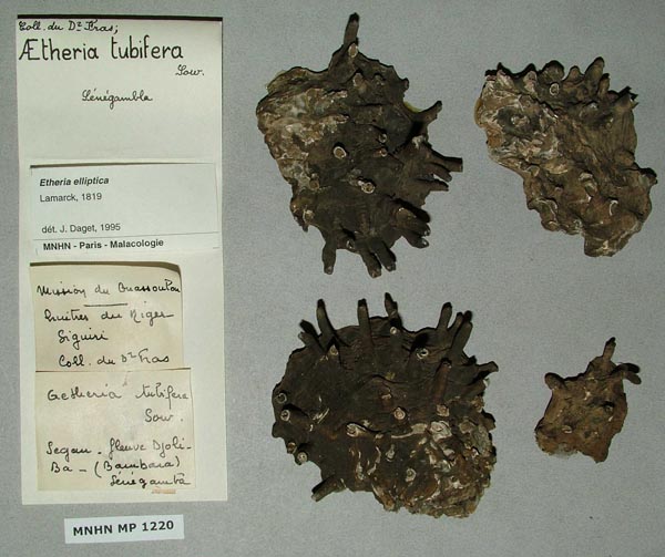 specimen