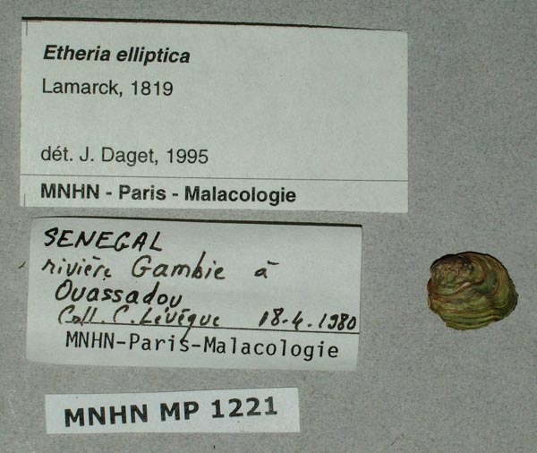 specimen