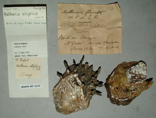 specimen