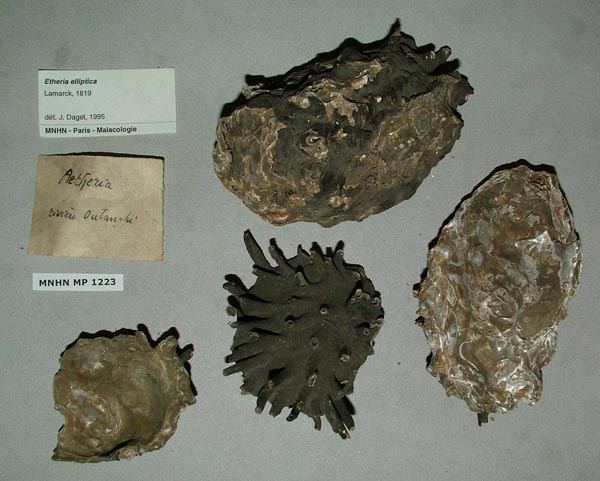 specimen
