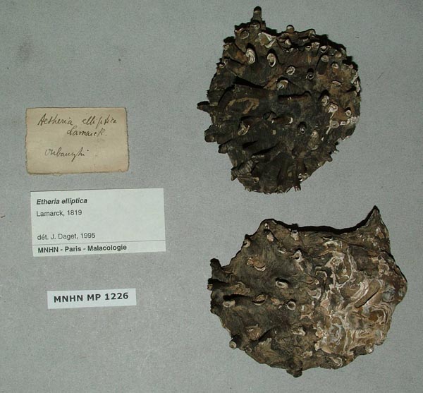 specimen