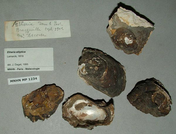 specimen