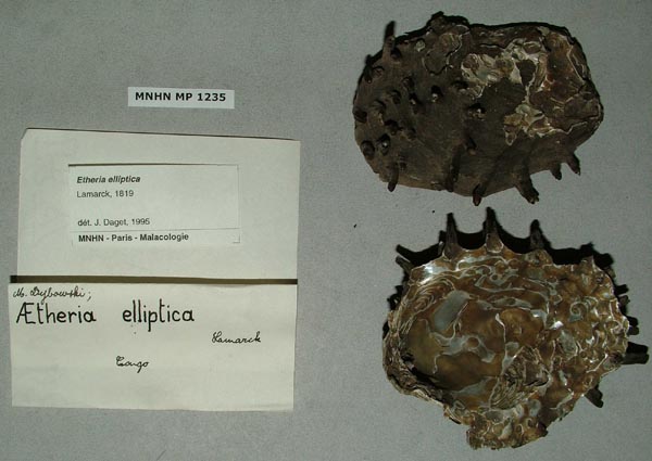 specimen