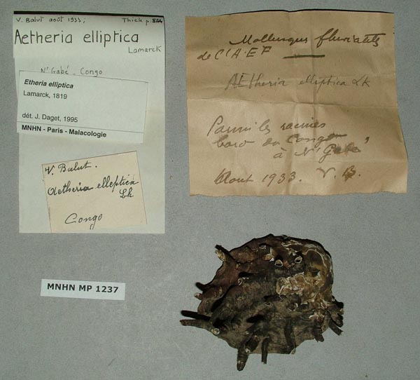 specimen