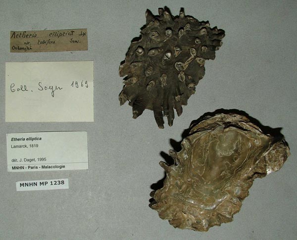 specimen
