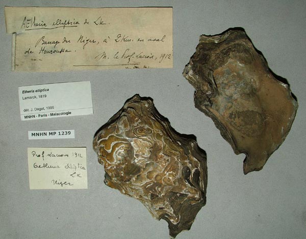 specimen