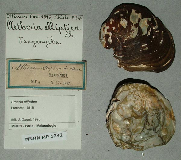 specimen