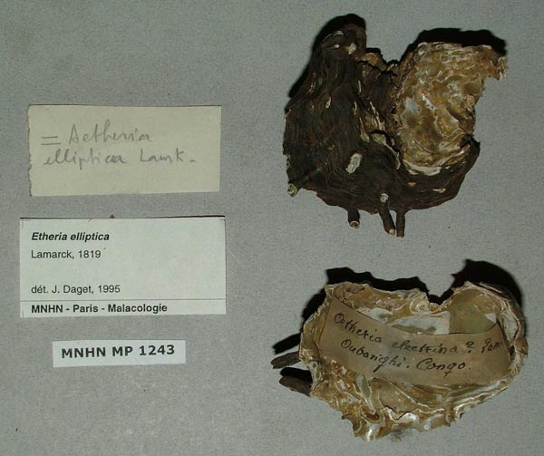 specimen