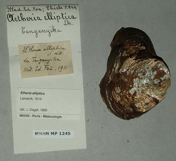 specimen