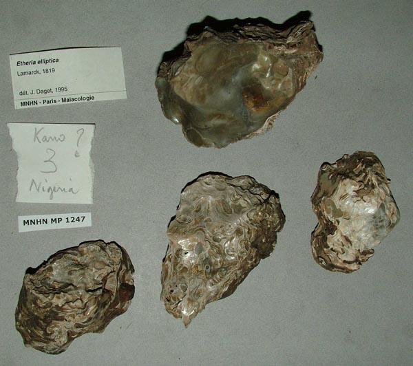 specimen