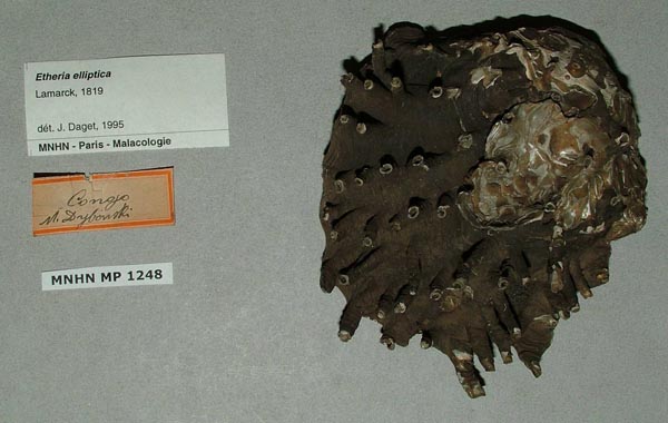 specimen