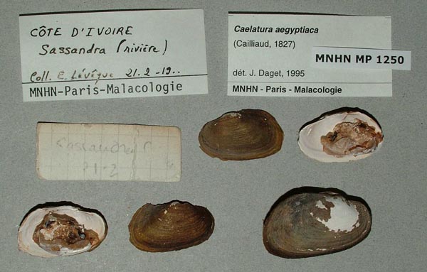specimen