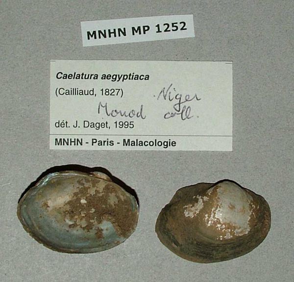 specimen