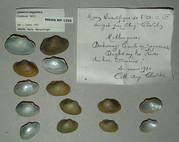 specimen