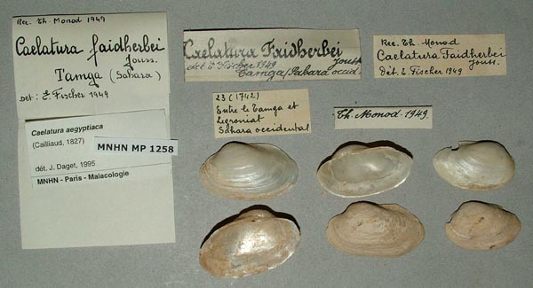 specimen