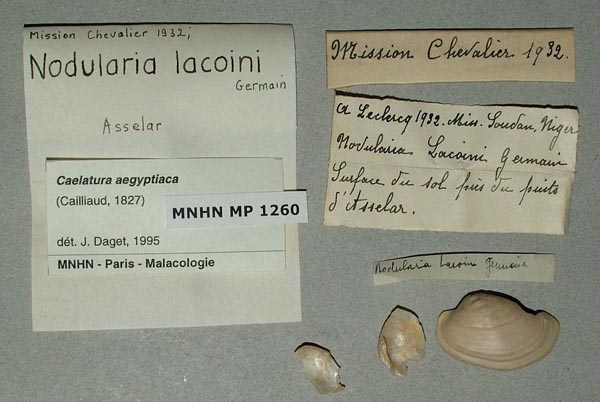 specimen