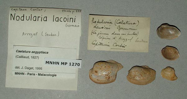 specimen