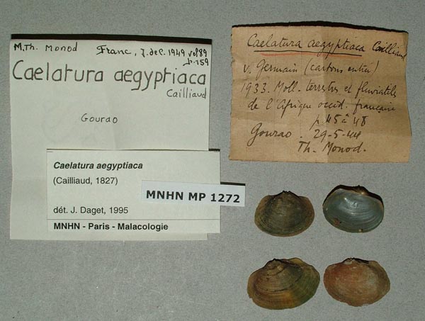 specimen