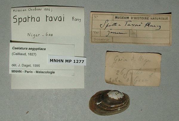 specimen