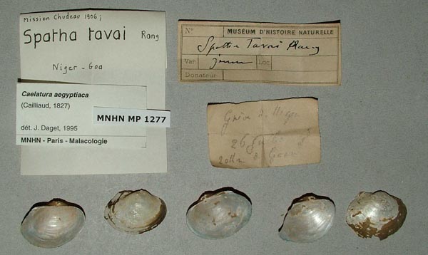 specimen