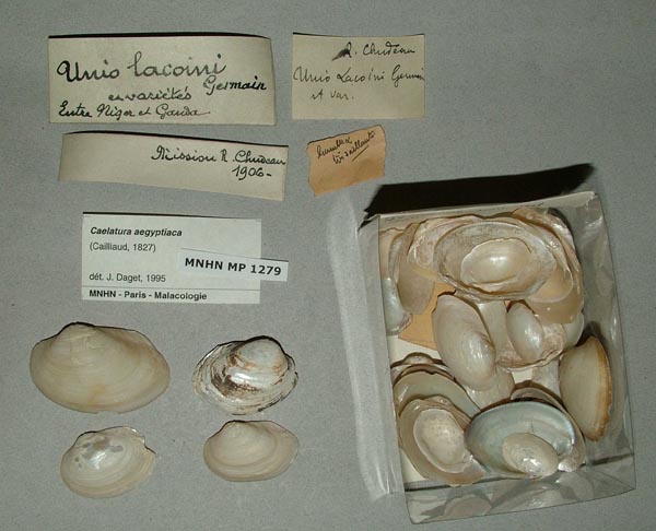 specimen