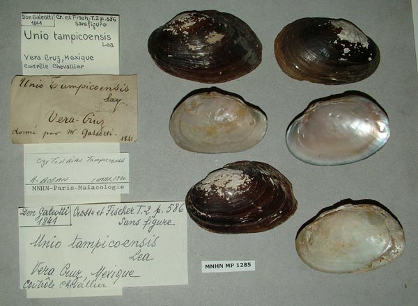 specimen