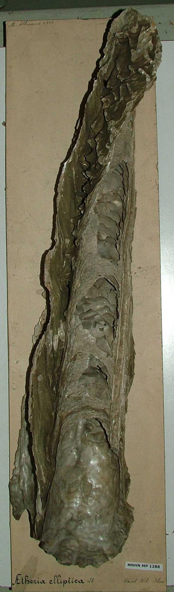 specimen