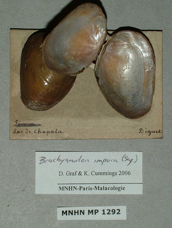 specimen
